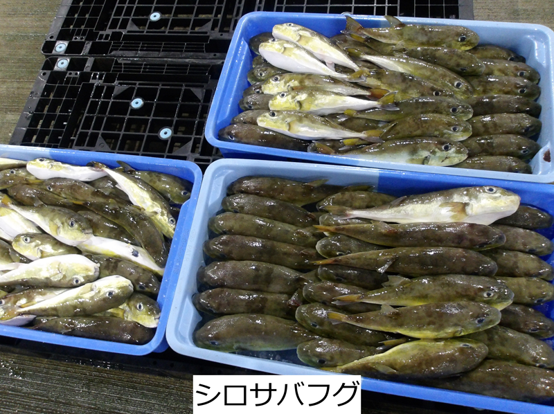 シロサバフグ