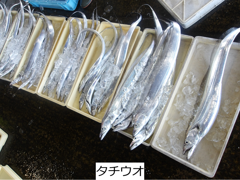 タチウオ