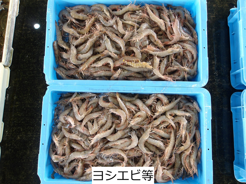 ヨシエビ等