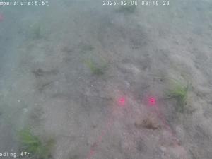 ポット法ー佐久島ー低密度