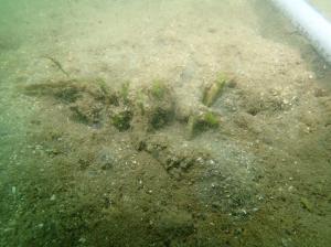 9月、粘土法、佐久島、ー2