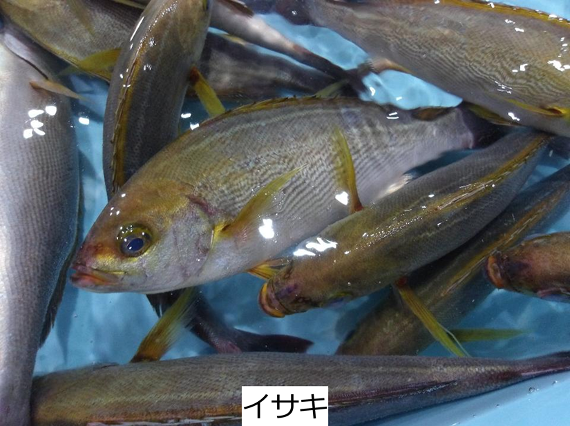 イサキ