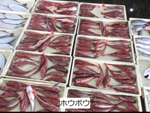 ホウボウ