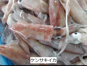 ケンサキイカ