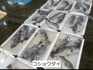 コショウダイ