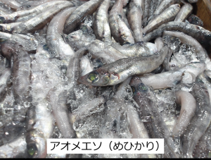 アオメエソ（めひかり）