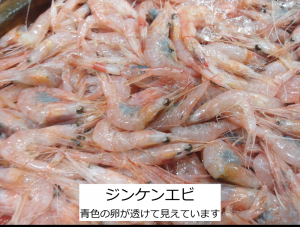 ジンケンエビ