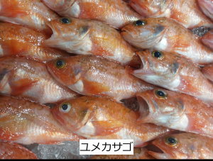ユメカサゴ
