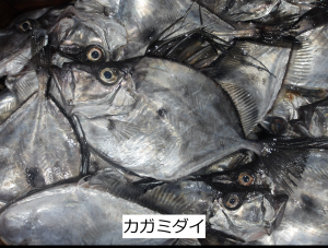 カガミダイ
