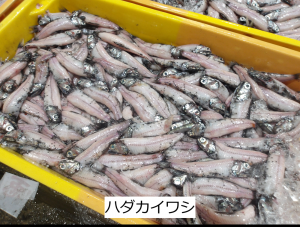 ハダカイワシ