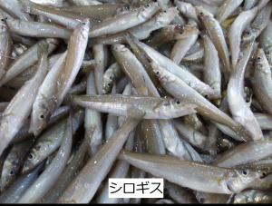 シロギス