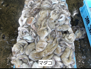 マダコ