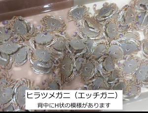 ヒラツメガニ