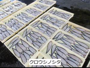 クロウシノシタ