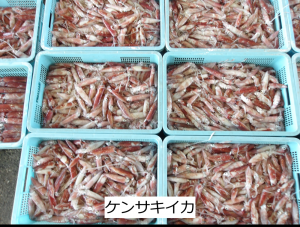 ケンサキイカ