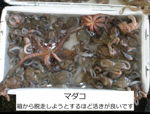 マダコ