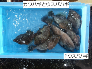 カワハギ・ウスバハギ