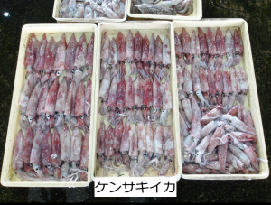 ケンサキイカ