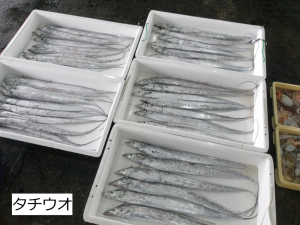 タチウオ