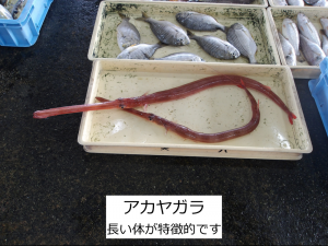 アカヤガラ