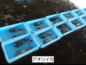 アオリイカ