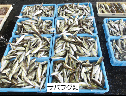 サバフグ類