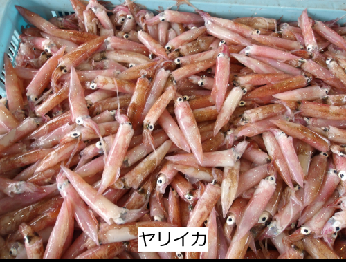 ヤリイカ