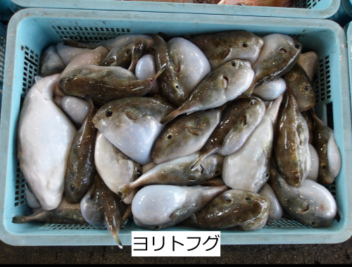 ヨリトフグ