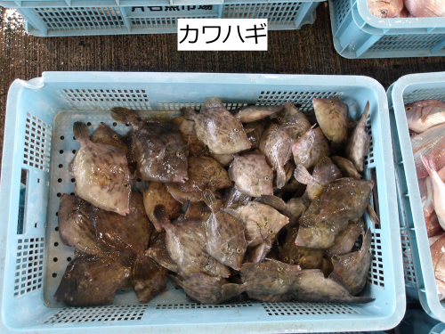 カワハギ