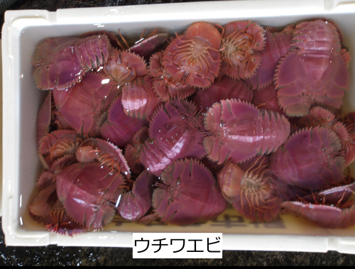 ウチワエビ