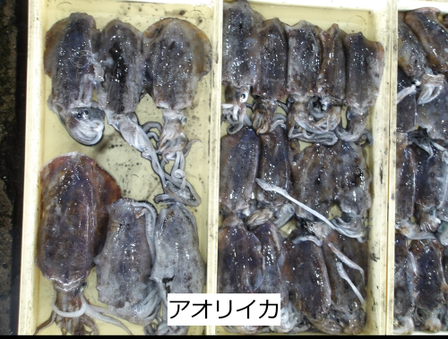 アオリイカ
