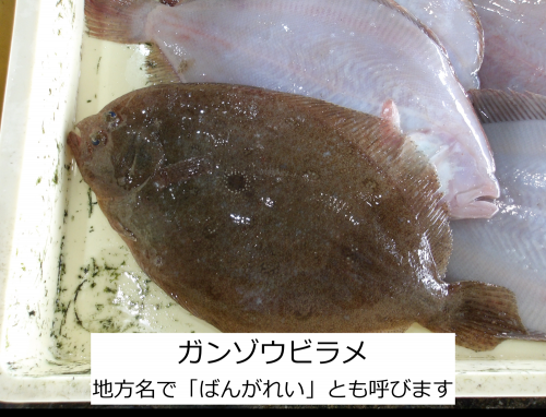 ガンゾウビラメ
