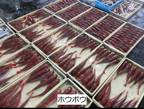 ホウボウ