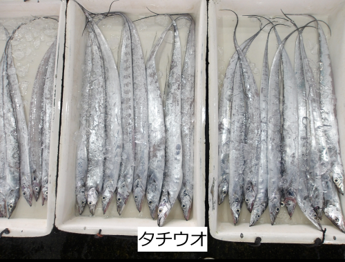 タチウオ