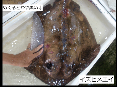 イズヒメエイ