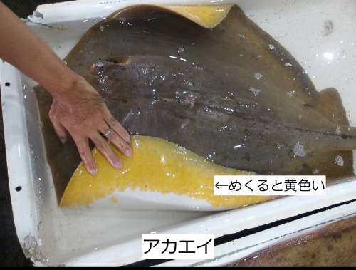 アカエイ