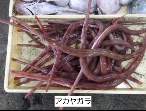 アカヤガラ