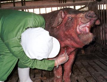 豚の採血をしているところです。