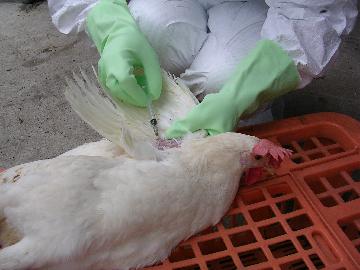 鶏の採血をしているところです。