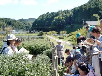 校外学習（小ギク栽培産地）