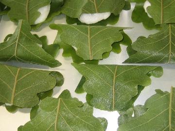 米粉で作った柏餅