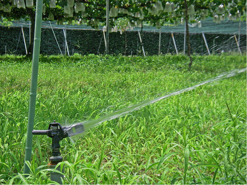 写真　スプリンクラーによるブドウのかん水（農総試落葉果樹研究室試験ほ場）