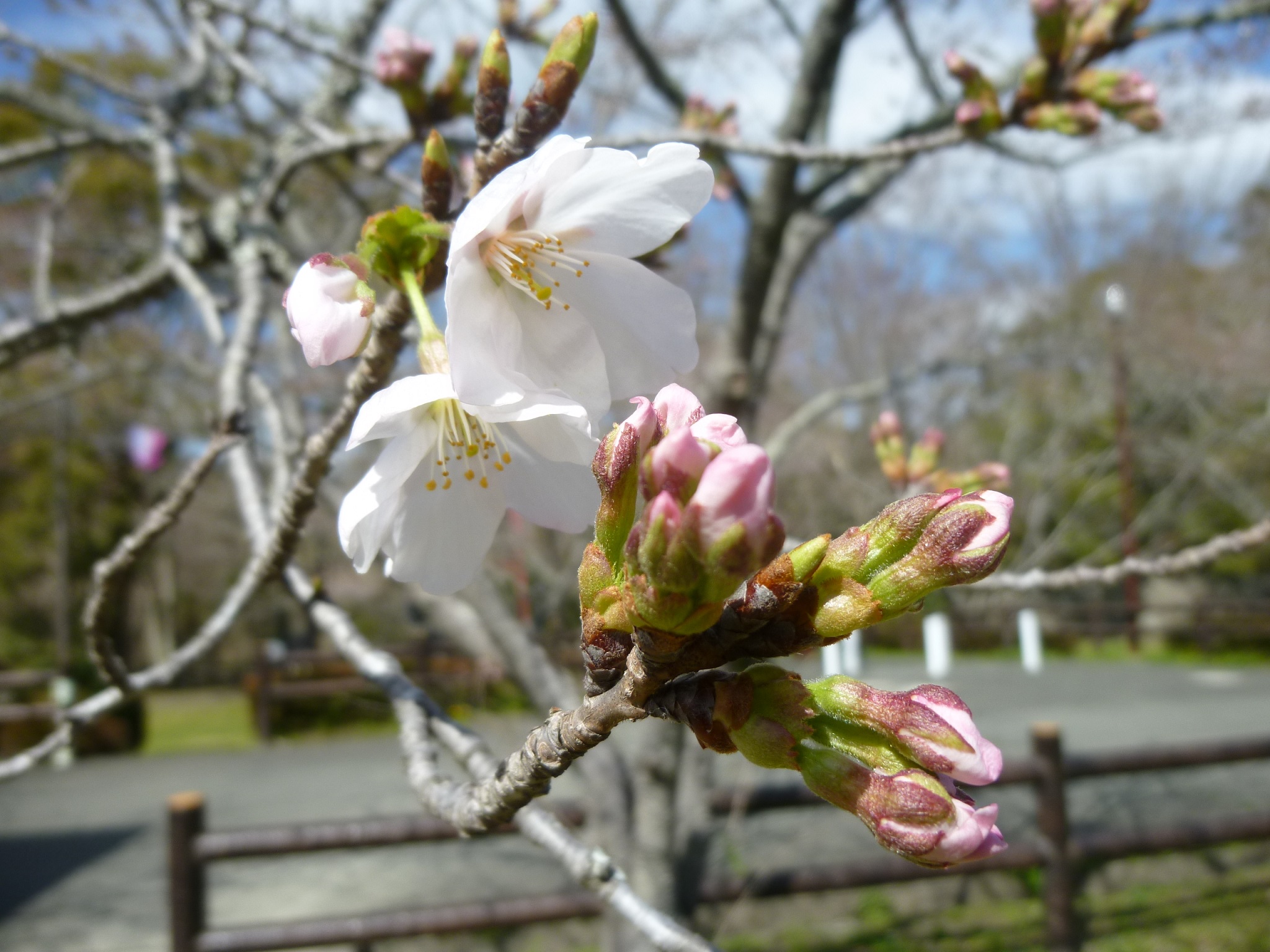 桜淵公園の桜つぼみ