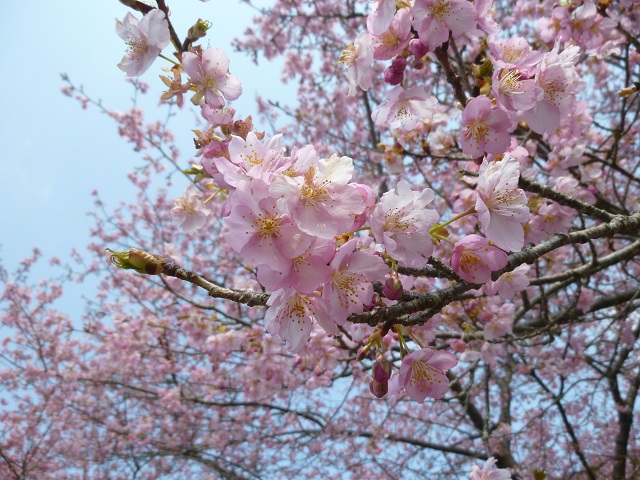 長篠旧田口線河津桜