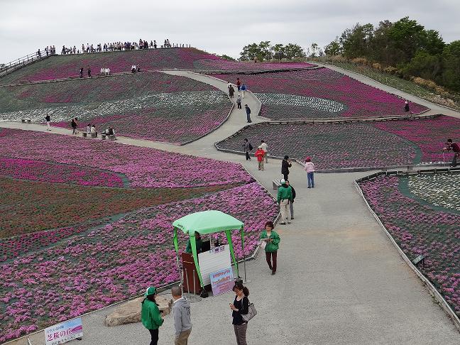 茶臼山芝桜