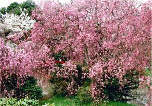 札ノ辻池の桜満開