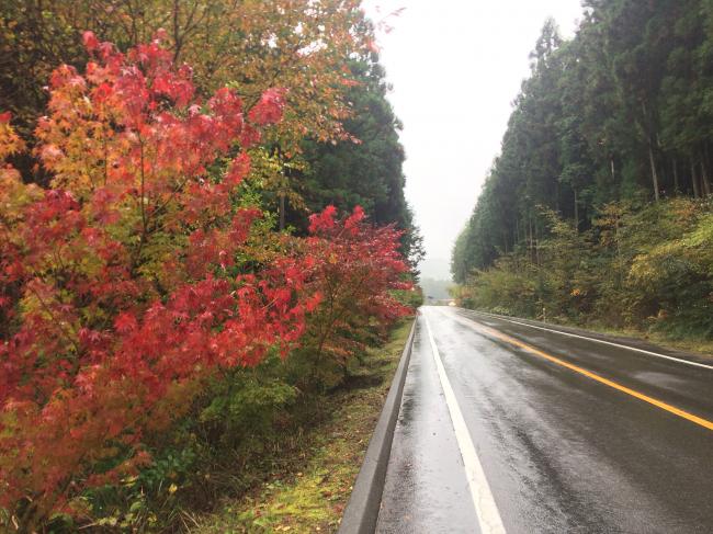 もみじ街道