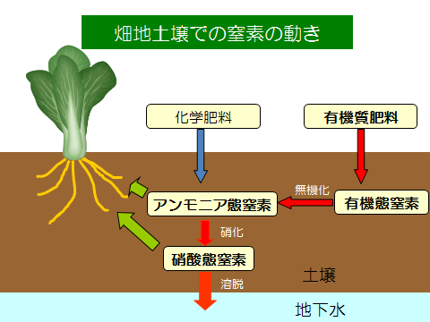 畑土壌での窒素の動き
