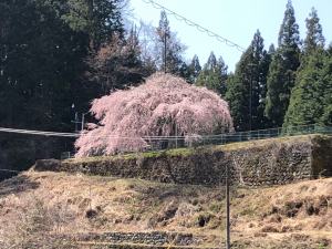 高台に咲くウバヒガン桜