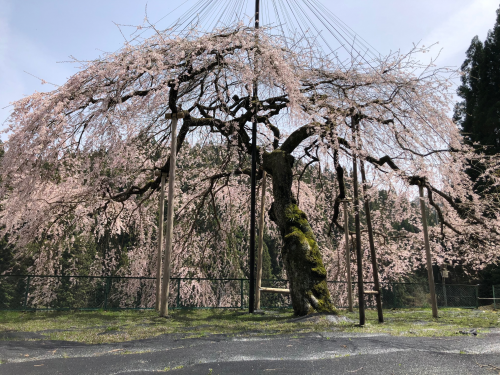 2021年3月30日撮影　設楽町八橋地区のウバヒガン桜
